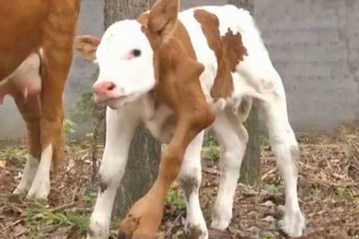 This calf was born on a farm in Shandong with four normal legs and two more growing from its neck.